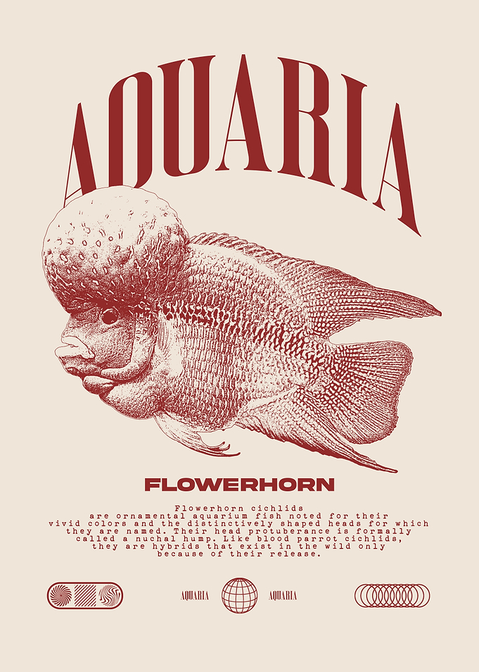 Flowerhorn Cichlid Tropical Fish
