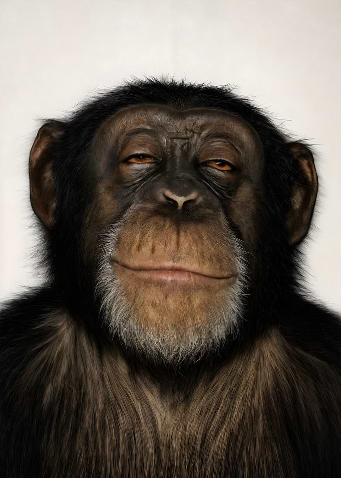 Stoned Chimpanzee with a Slight Smile