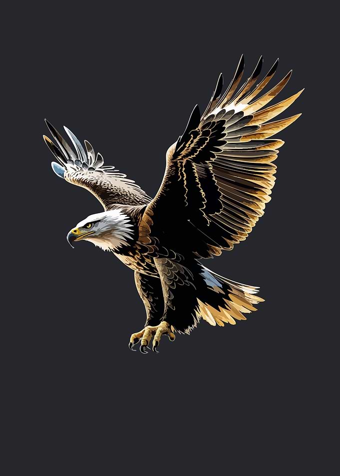 Bald Eagle in Flight