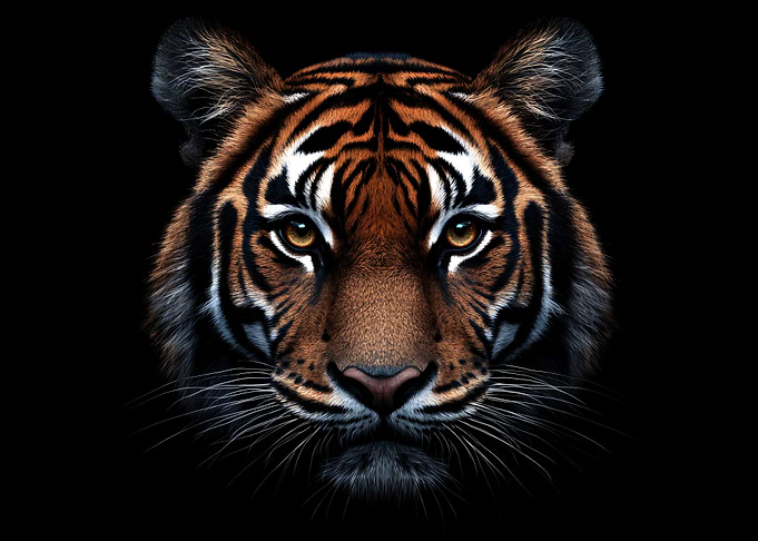 Tiger Portrait on Black Background