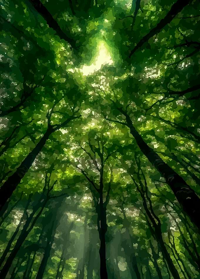 Forest Sunlight