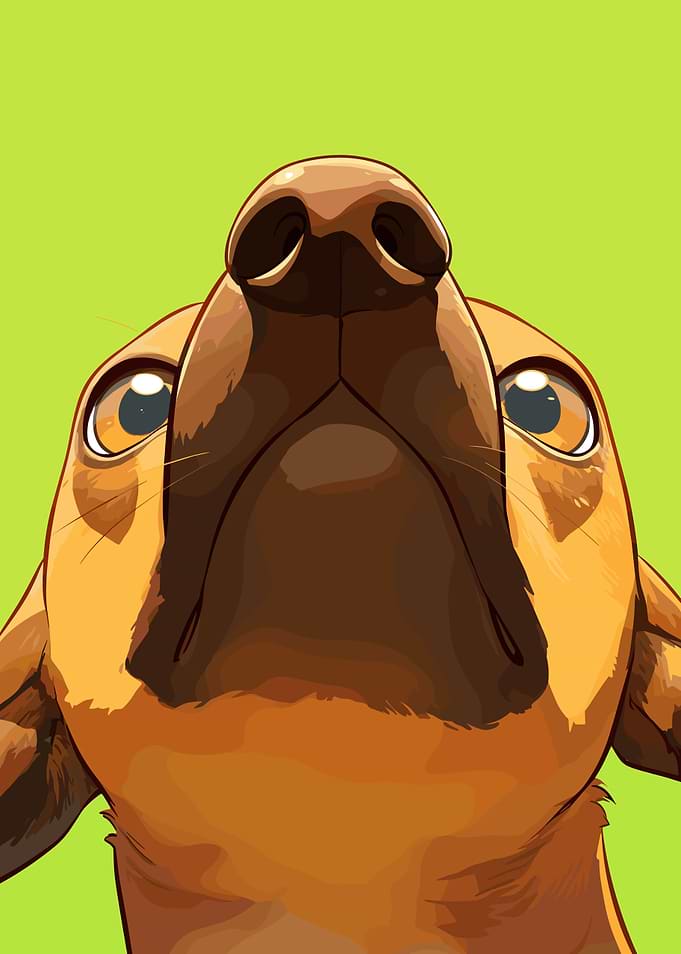 Dog Looking Up