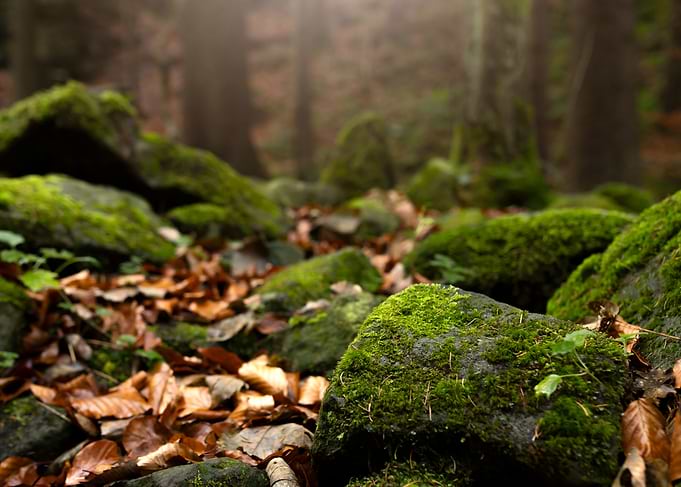 Mossy Rocks in Forest
