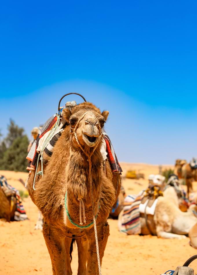 Camel in the Desert, Djerba, Tunisia