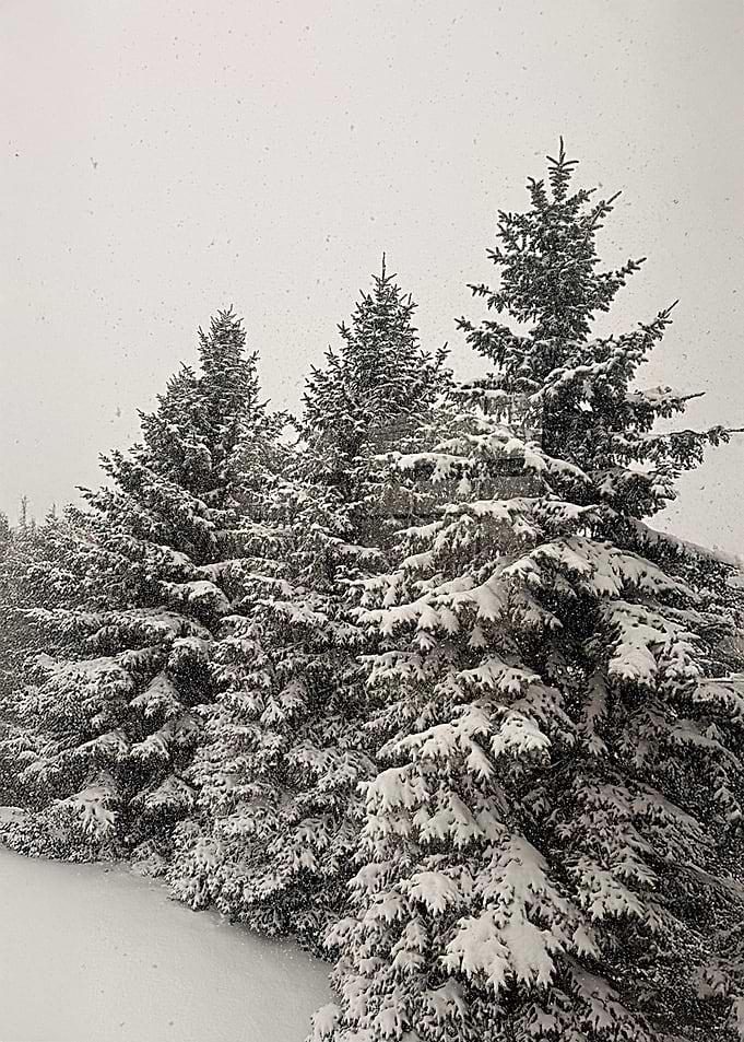 Snowy Evergreen Trees in Winter