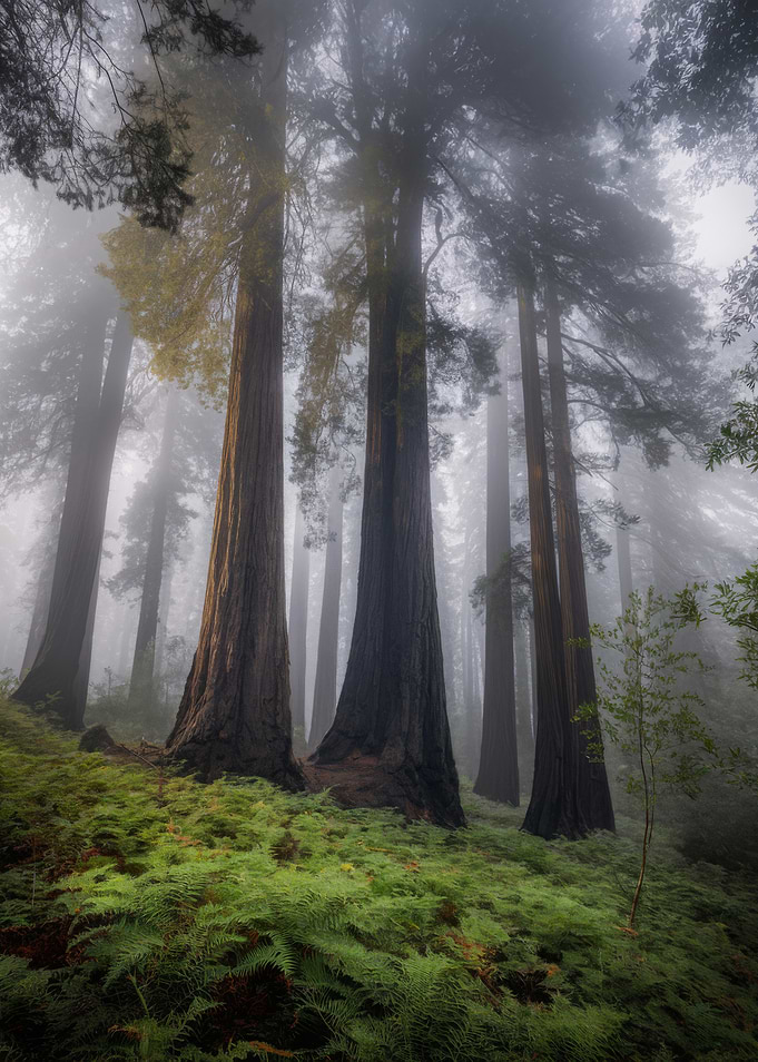Misty Redwood Forest