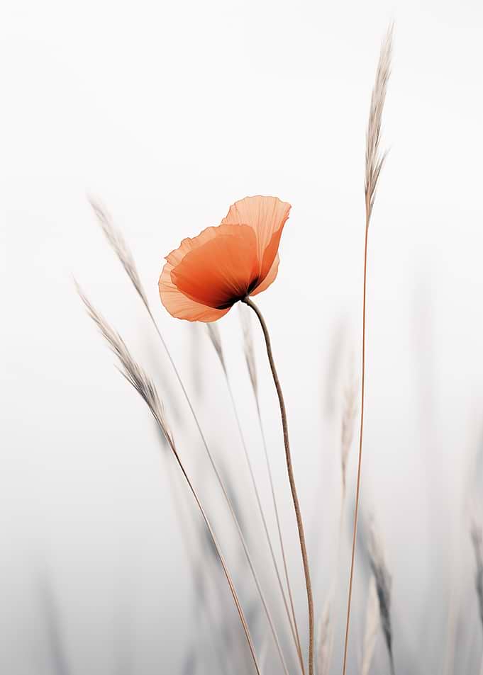 Poppy flower with wheat