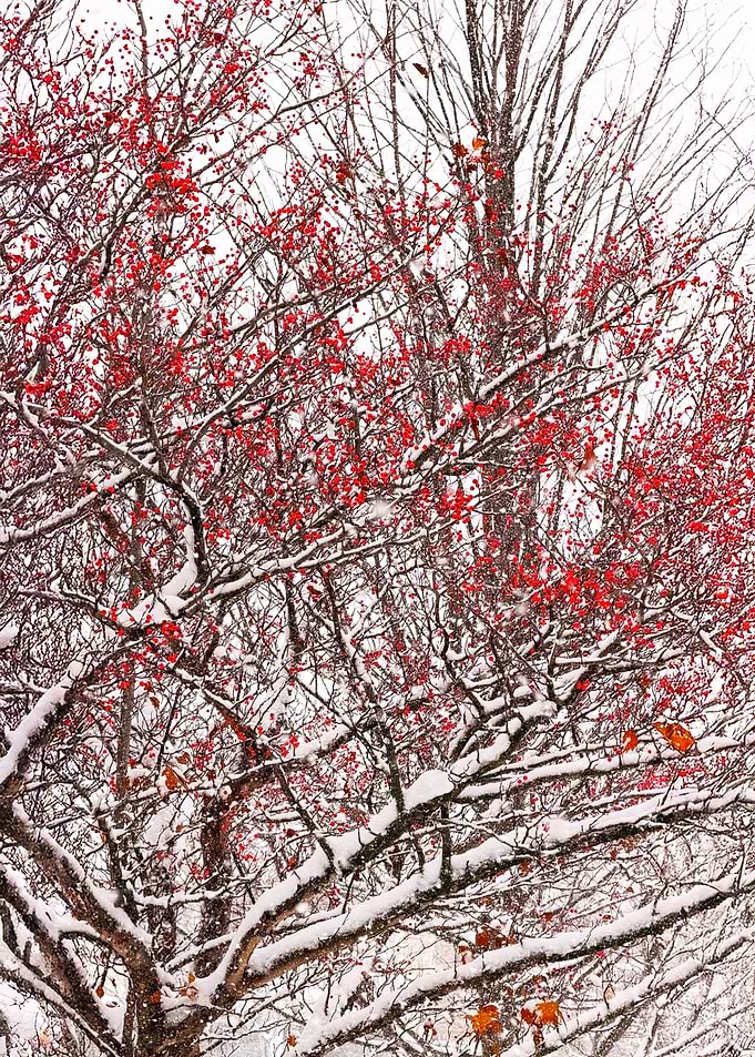 Winter Berries in Snow