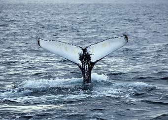 Whale Tail Emerging from Ocean