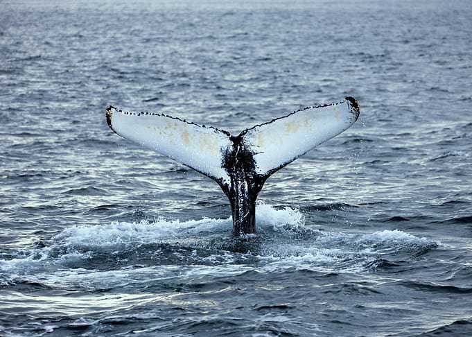 Whale Tail Emerging from Ocean