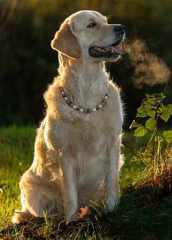 Golden Retriever in Sunlight