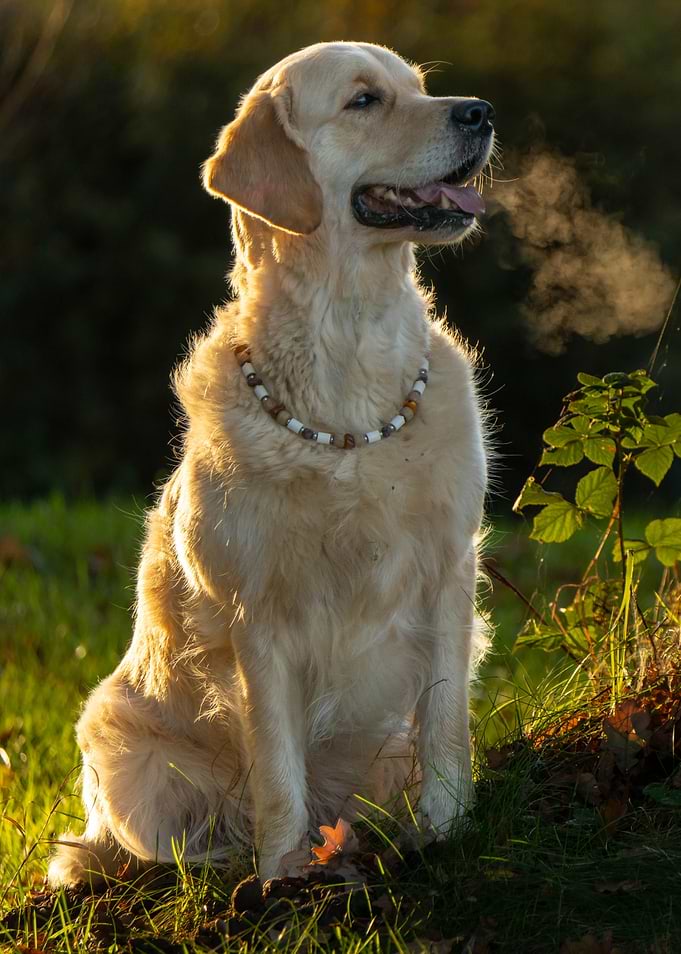 Golden Retriever in Sunlight