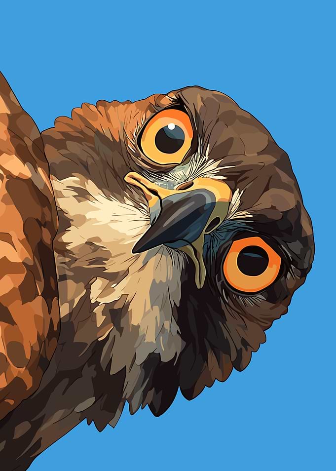 Intense Hawk Stare