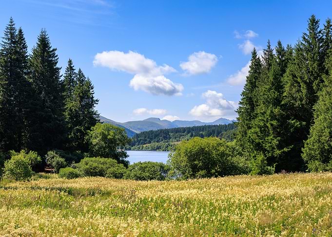 Lake District Landscape with Trees and Flowers