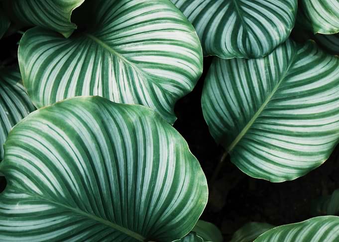 Leaves
