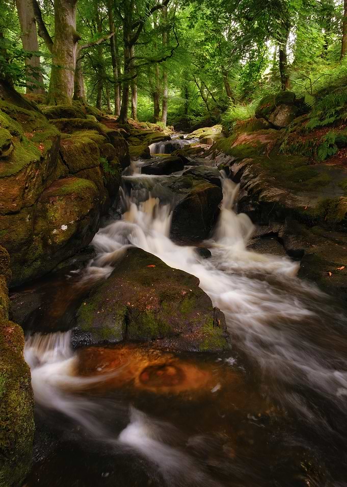 Forest Stream with Mossy Rocks