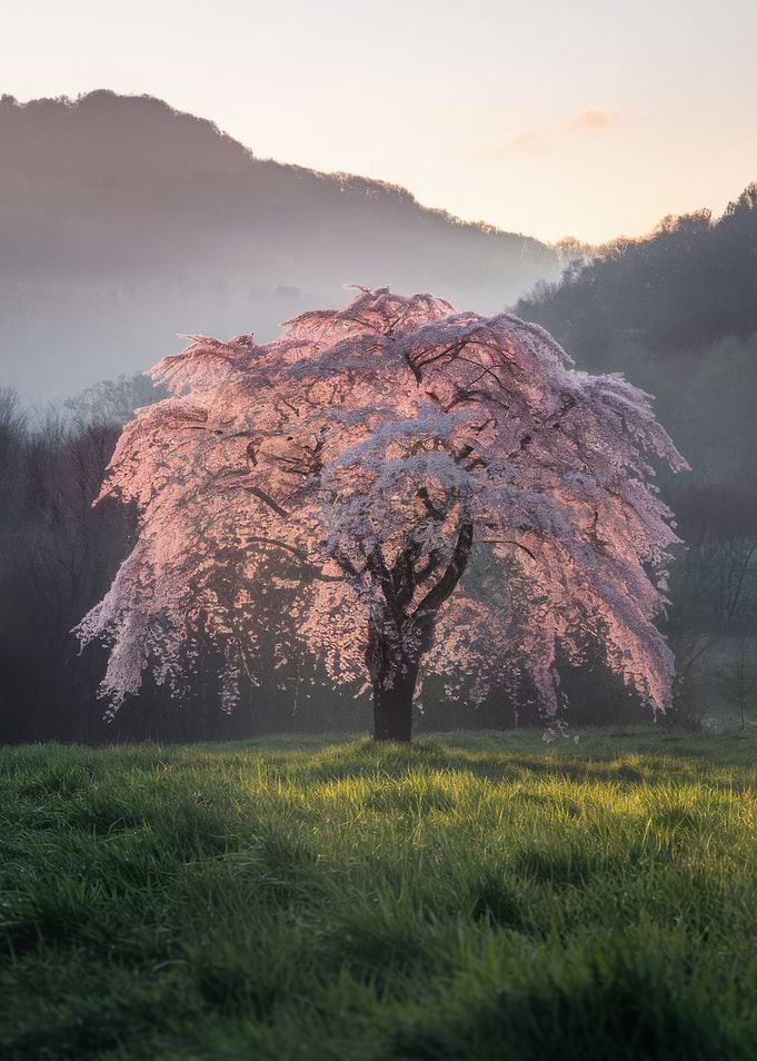 Blooming Cherry Tree in Spring Landscape