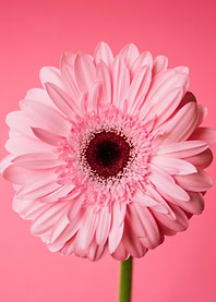 Pink Gerbera Daisy on Pink Background