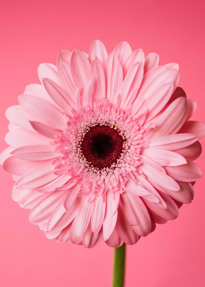 Pink Gerbera Daisy on Pink Background