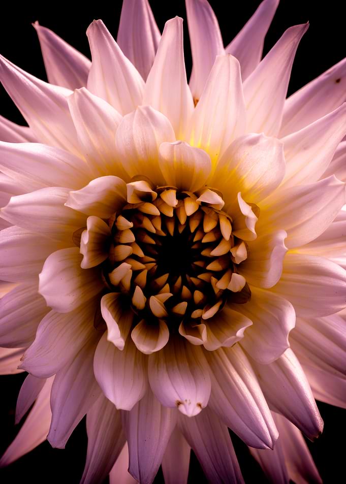 Dahlia Flower - Black & Pink & Yellow