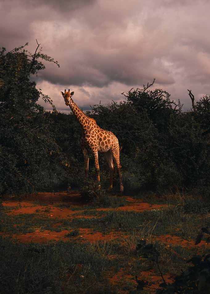 Giraffe in the Wild