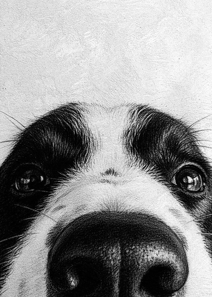 Peeking Dog Bathroom Poster – Funny Cute Dog Wall Art