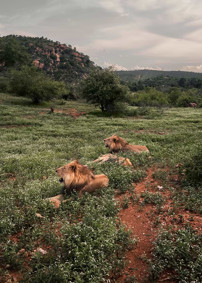 Two Lions Resting in Grassy Field
