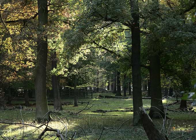 Sunlit Forest Clearing