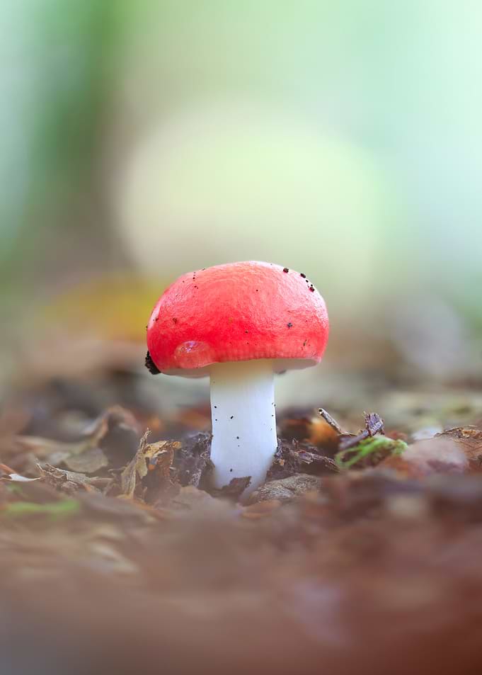 Red Mushroom in Forest