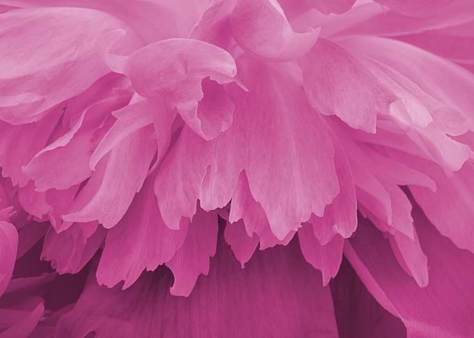Close-up Pink Flower Petals