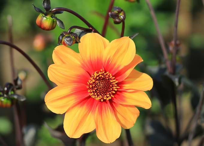 Vibrant Orange and Red Dahlia Flower