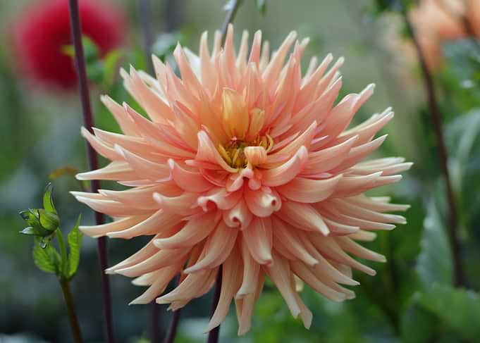Peach Dahlia Flower Close-Up