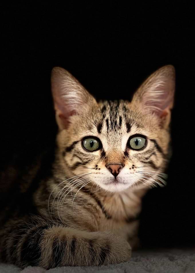 Cute Tabby Kitten Portrait on Black