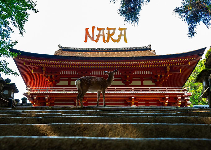 Deer in Nara, Japan