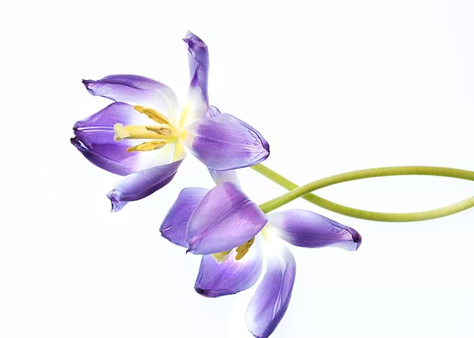 Faded Purple Tulips on White