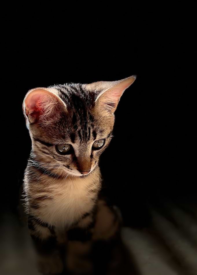 Cute Tabby Kitten Portrait on Black