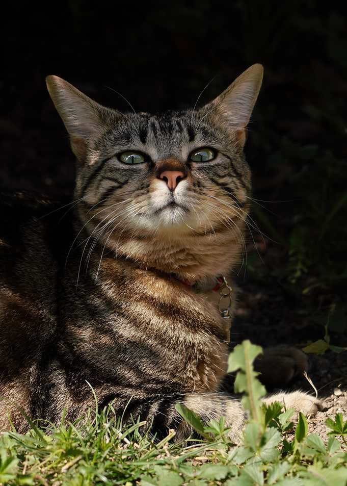 Tabby Cat Portrait