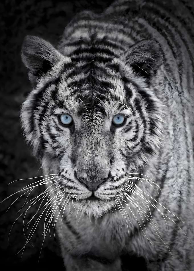 Tiger with Blue Eyes