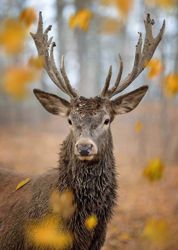 Majestic Deer in Autumn Forest