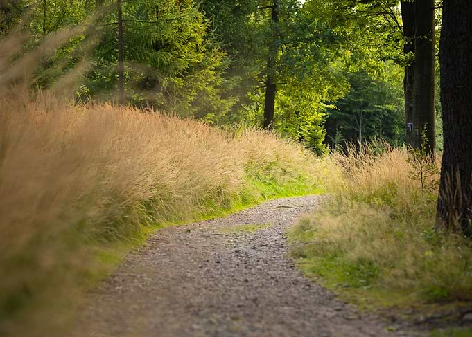 Gravel Path Through Grassy Forest