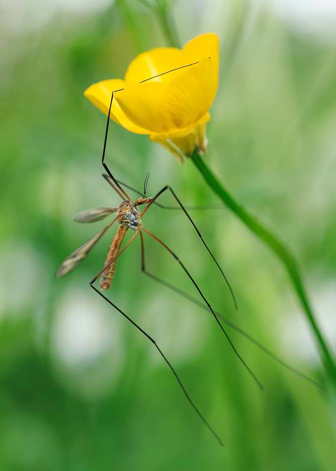 Crane Fly on Yellow Flower