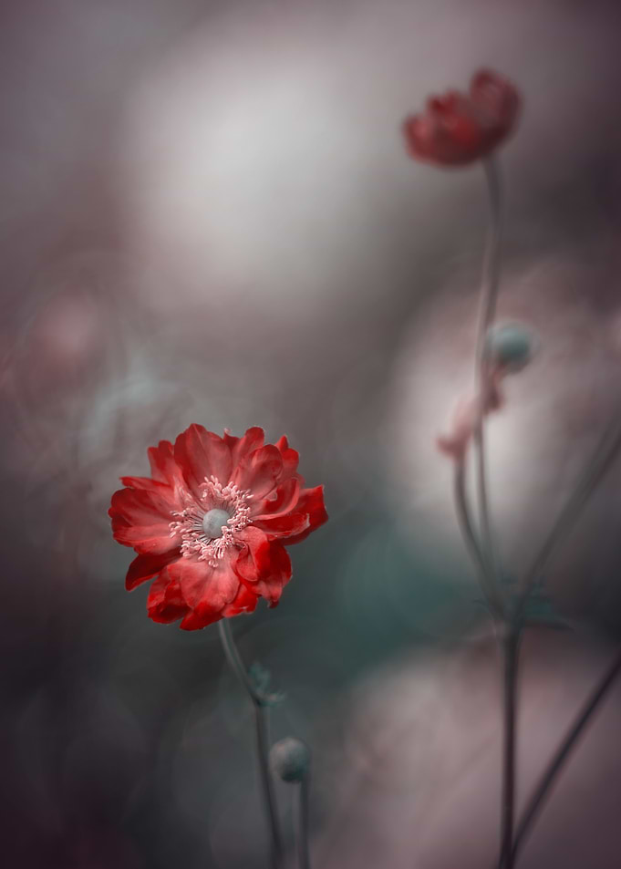 Red Anemone Flowers in Soft Focus