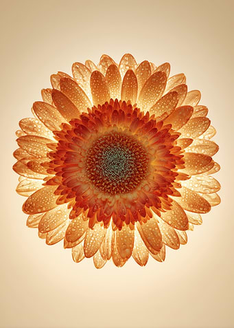 Orange Gerbera Daisy with Water Droplets