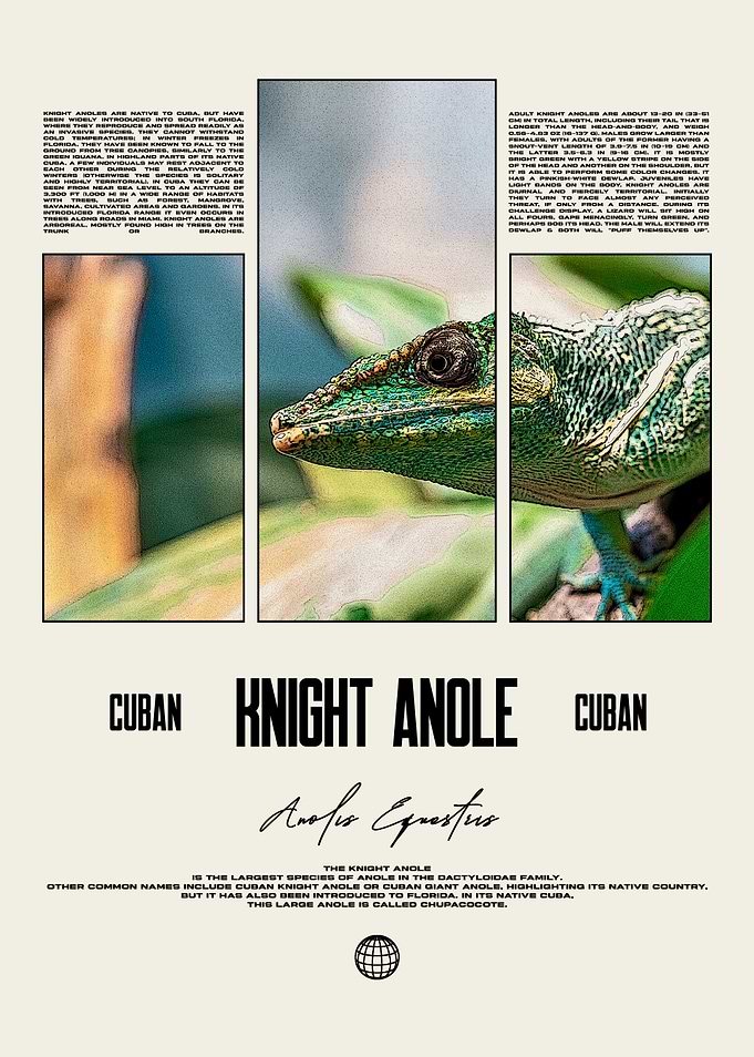Cuban Knight Anole Reptile Owner Poster