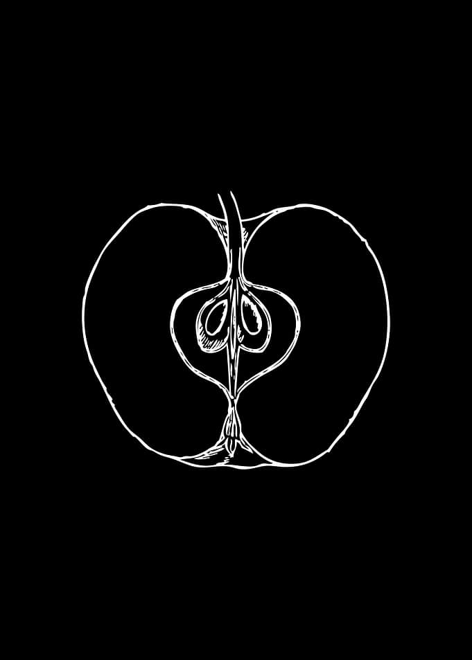 Apple cross-section white line art