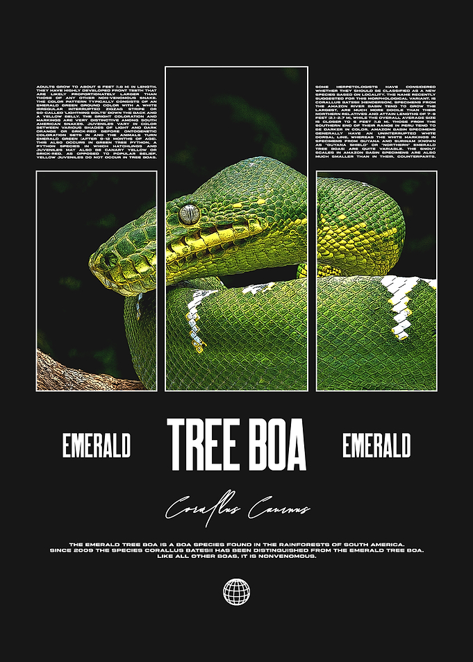 Emerald Tree Boa Reptile Keeper