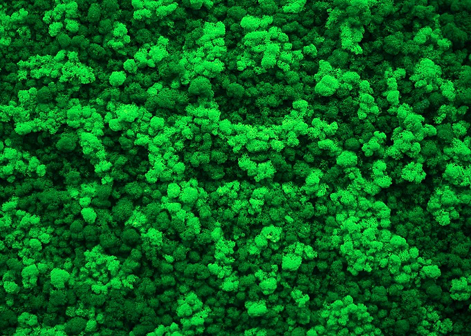 Green Moss Texture