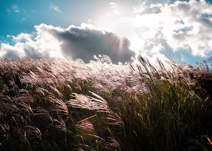 Sunlit Field of Grasses in Jeju Island