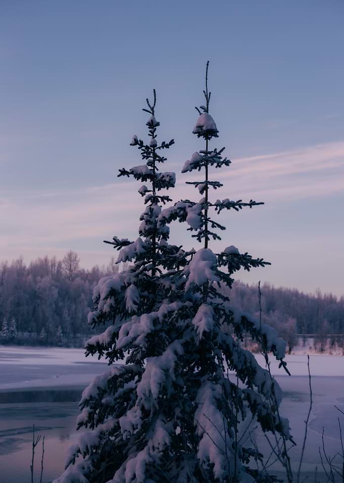 Winter Evening