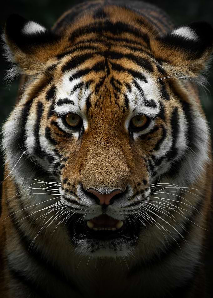 Sumatra Tiger Portrait Close-Up